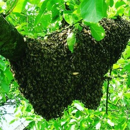 عسل کوهی سیاه اقتصادی وحشی زنبور ریز  200 گرمی
