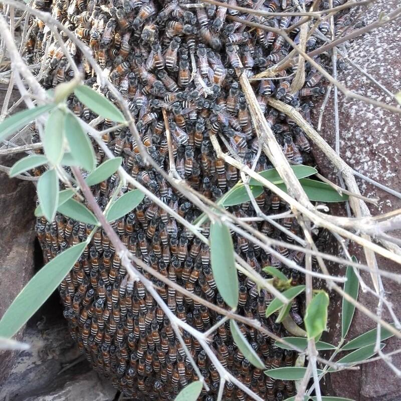 عسل وحشی زنبور وحشی مناطق بکر جنوب بسیار قوی و موثر به شرط یک کیلویی