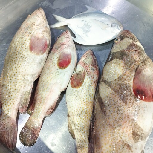 ماهی هامور صادراتی