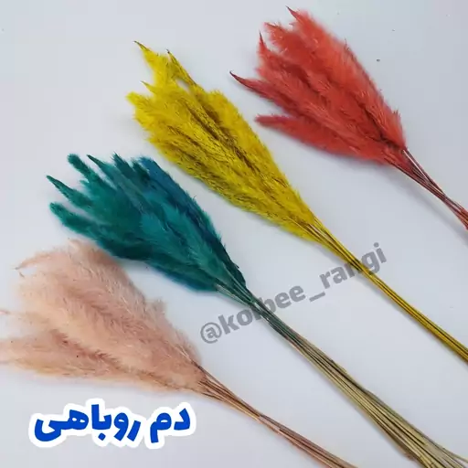 گل خشک دم روباهی (12 شاخه ای)