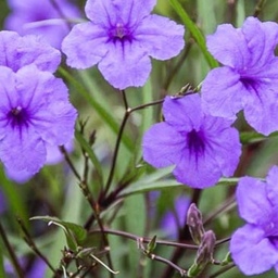 بوته گل اطلسی دائمی درختی