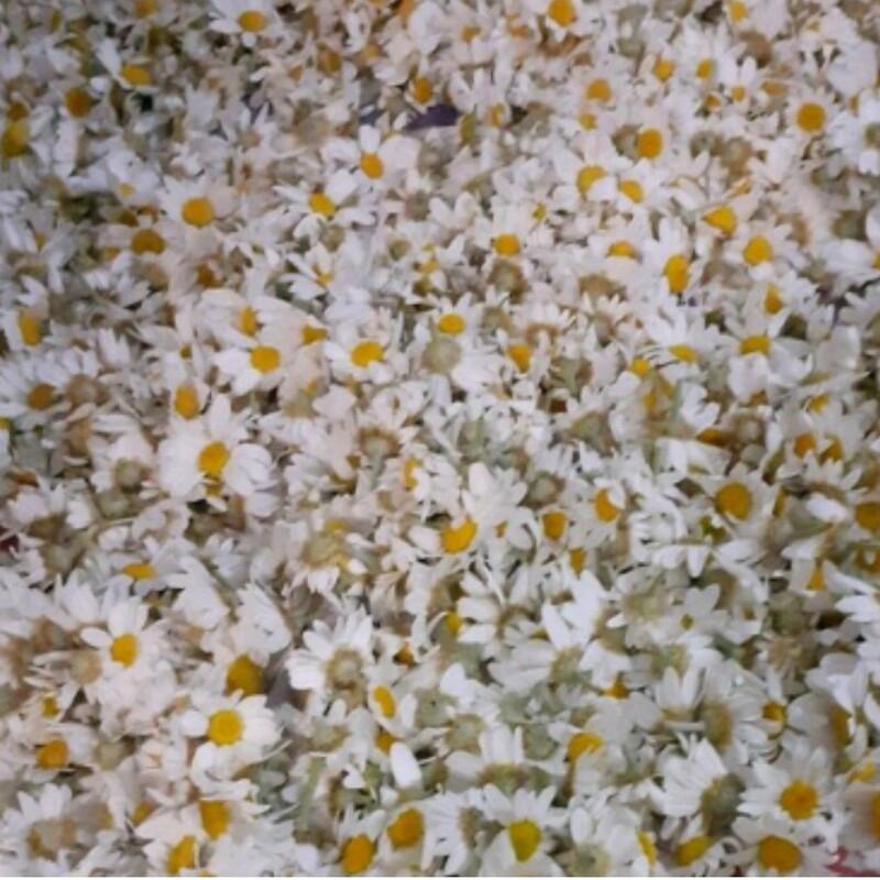 گل بابونه شیرازی (امسالی)