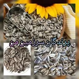 تخمه دورسفید خام  درجه یک 500گرمی مدل قوچی مخصوص طوطی سانان دست چین خوی 