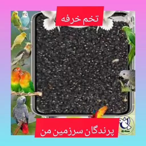 تخم خرفه 130گرمی درجه یک  