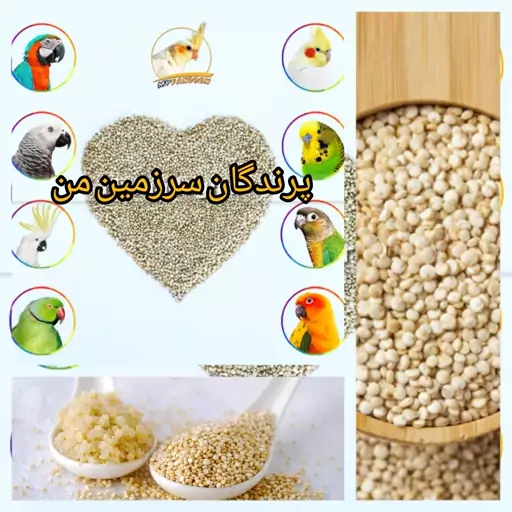 کینوا سفید درجه یک 200گرمی  خاویار گیاهی برو داخل بخوان