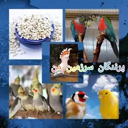 کافشه خندان(کوشه) یا تخم گیاه گلرنگ درجه یک250گرمی برای مصرف پرندگان و مصارف انسانی