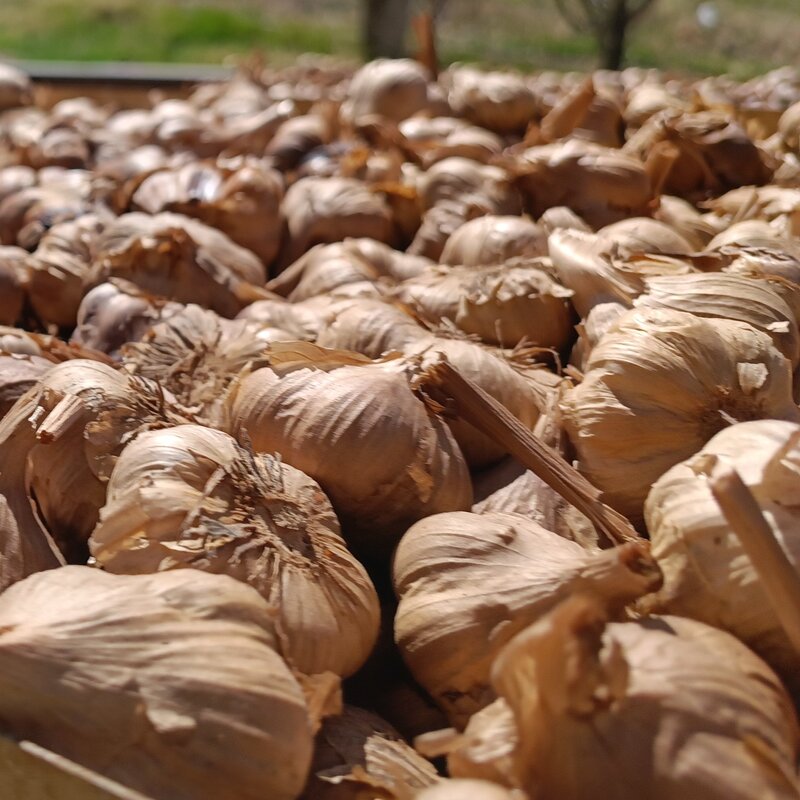 سیر سیاه فله ای 1 کیلو گرمی  کیفت عالی  تولید شده از سیر همدان