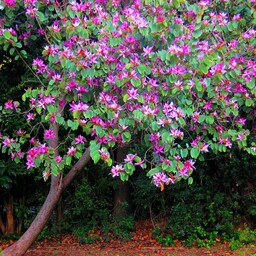 بذر درخت ارکیده (بائوهینیا)  ارکیده هنگ کنگ درخت گل  بسته 5 عددی مناسب بنسای