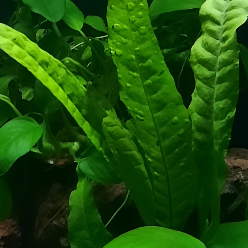 گیاه اکواریوم میکروسوریم پتروپوس  جاوا فرن کوچک 