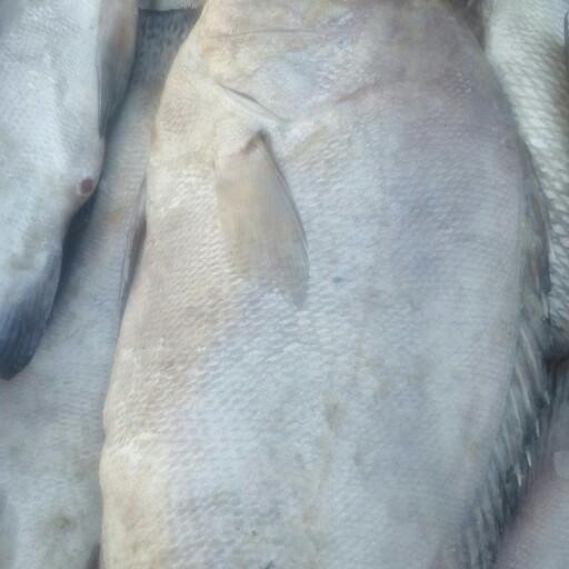 ماهی سنگسر