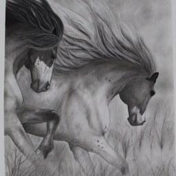 نقاشی سیاه قلم- دو اسب- ابعاد 32در26