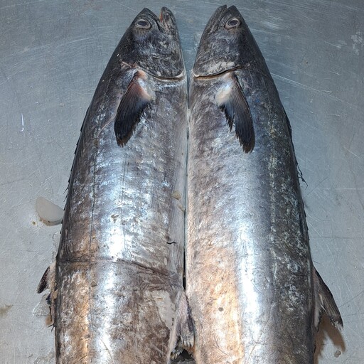 ماهی شیر یکی ازپرطرفدار ترین ماهی بوشهر جز ماهی صادراتی گوشت سفید بدون بو، شیر جوان 295