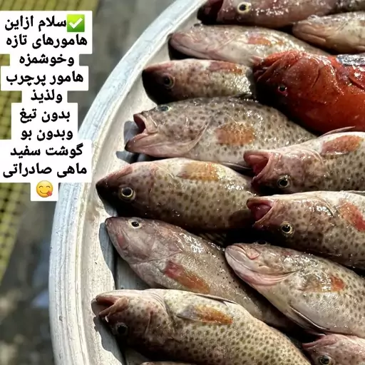 ماهی هامور درردیف ماهی هایه ممتازجنوب