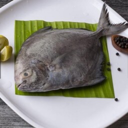ماهی حلواسیاه یکی از خوشمزه  ومرغوب ترین ماهی های خلیج فارس