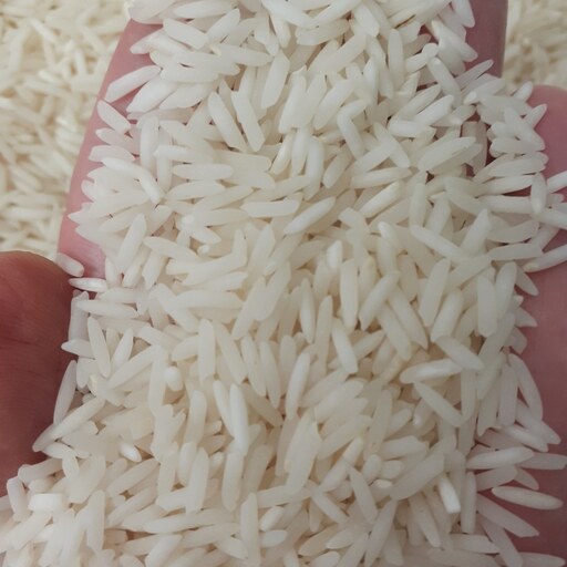 برنج شیرودی درجه یک باتخفیف ویژه بابرندطراوت صابریان دربسته های 5کیلویی