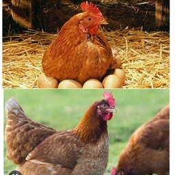 مرغ محلی و ارگانیک طبیعی شمال پاک شده به سایز متوسط و 6ماهه بصورت گوشت گرم