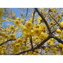 نهال درخت گل یخ (Wintersweet)