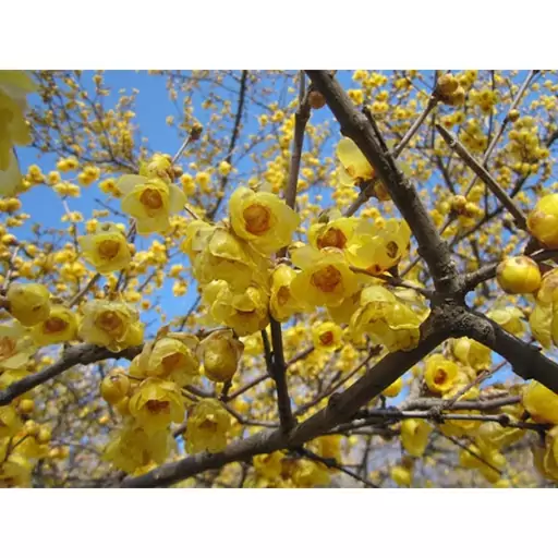 نهال درخت گل یخ (Wintersweet)