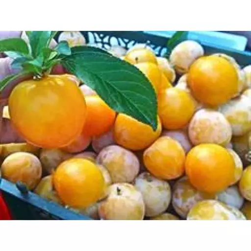 نهال آلو زرد.قطره طلا (Mirabelle Plum)