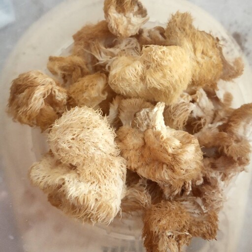 قارچ یال شیر (لاینزمینlions mane .هریسیوم)  100 گرمی قارچ خشک کامل 