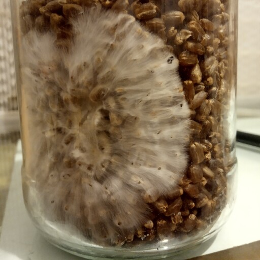 بذر قارچ مادری داخل شیشه500 سی سی