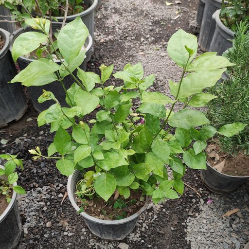 یاس رازقی گیاه رونده گلدار باغچه ای سایز  متوسط مناسب برای نگهداری در تراس و حیاط 
