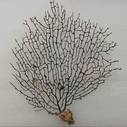 درختچه ویکتوریا ، درختچه ای کاملا طبیعی از  دریا مناسب کارهای هنری 