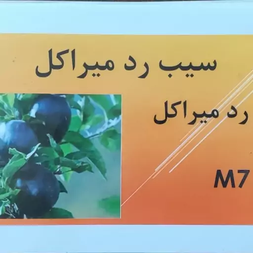 نهال سیب رد میراکل پایهM7 ارسال با بابربری  و تیپاکس پسکرایه