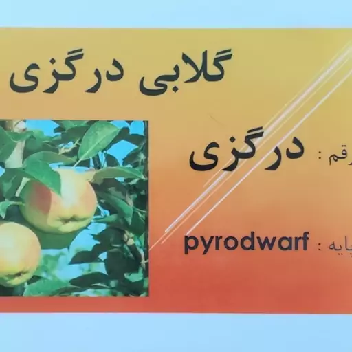 نهال گلابی درگزی پایه پیرادوف گلدانی(ارسال باربری و تیپاکس )