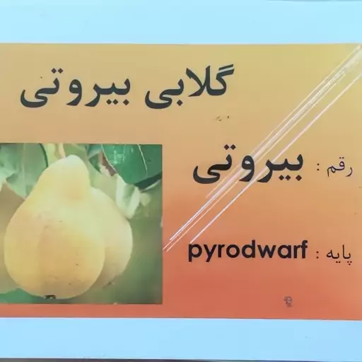 نهال گلابی بیروتی(ارسال با باربری و تیپاکس پسکرایه )