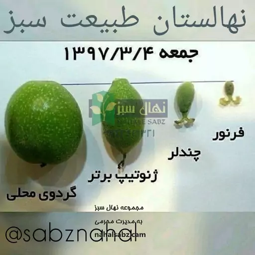 نهال گردو پیوندی چندلر