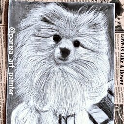 نقاشی سیاه قلم طرح حیوانات سگ پامر چهره طراحی هنری تابلو