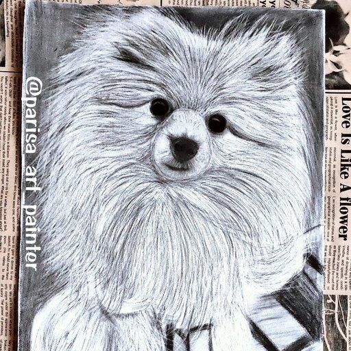 نقاشی سیاه قلم طرح حیوانات سگ پامر چهره طراحی هنری تابلو