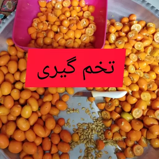 مربا کامکوات امساله 800گرمی با طعم بهشتی