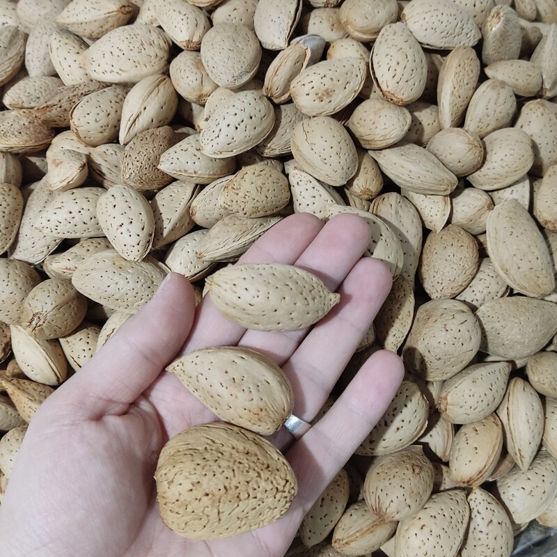 بادام سنگی محلی 