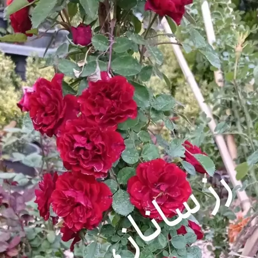 رز ساناز رونده 1