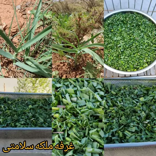 تره کوهی 100 گرمی( خشک ومعطر  آسا)