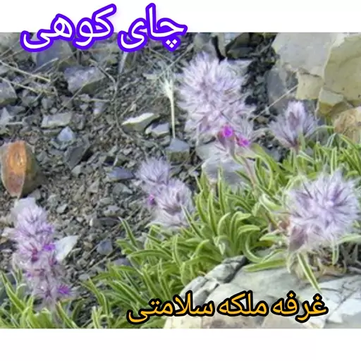 چای کوهی سردسیری (100گرمی)