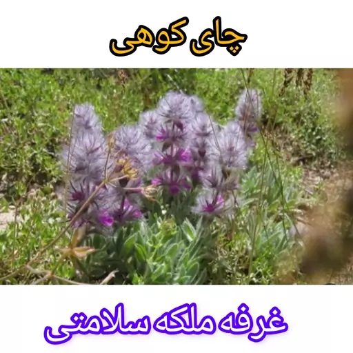 چای کوهی سردسیری (100گرمی)