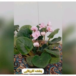 گل بنفشه آفریقایی گلدان باکیفیت (هزینه ارسال پس کرایه تیپاک) 