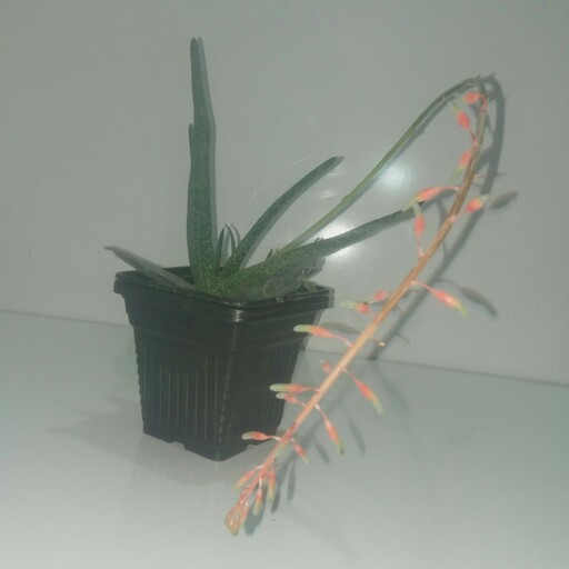 ساکولنت گاستریا آسیناسیفولیا  سایز کوچک به صورت ریشه دار با گلدان پلاستیکی