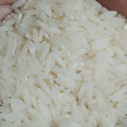 برنج طارم عطری کشت دوم (10000 گرم)