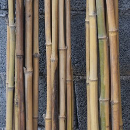 بامبو خشک  (بسته 10تایی) ارتفاع 120 سانت  نی خیزران