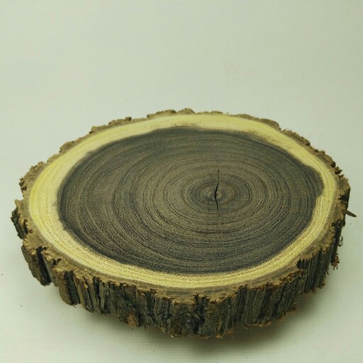 استند چوب  طبیعی برش کالباسی چوب اوکالیپتوس سیاه قطر 14سانت و ضخامت دو سانت کاملا خشک و سابیده و صیقلی شده 