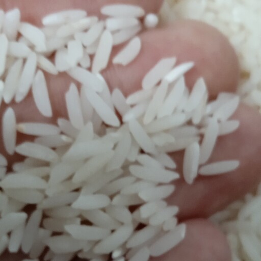 برنج طارم هاشمی مازندران  خوش عطر و خوش طعم و خوش پخت کیفیت بسیار بالا (حراج )