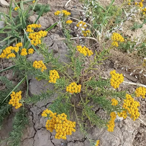 بومادران خشک شده(10 گرمی) تازه خشک شده و خوش رنگ