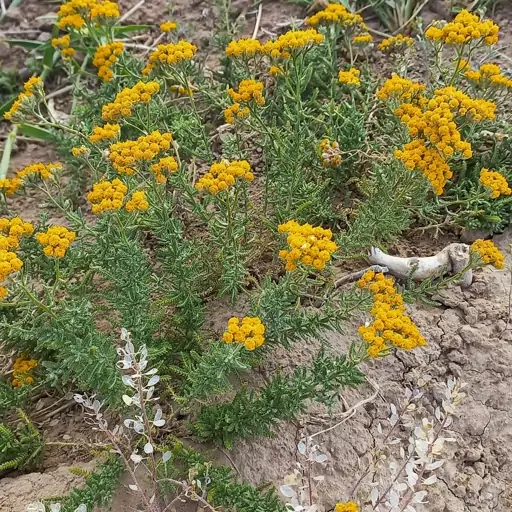 بومادران خشک شده(10 گرمی) تازه خشک شده و خوش رنگ