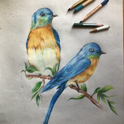 تابلو نقاشی با مدادرنگی    کار پرنده 