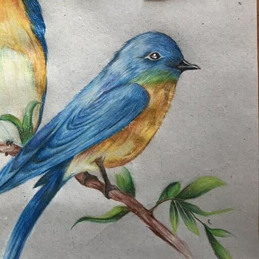 تابلو نقاشی با مدادرنگی    کار پرنده 