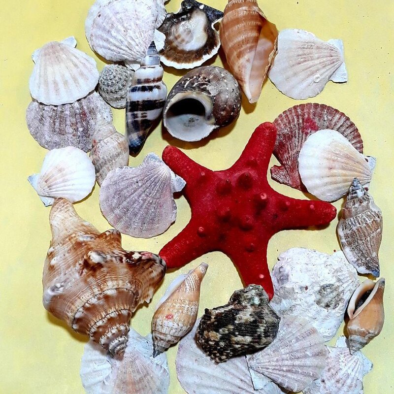 بسته صدف دریایی طبیعی